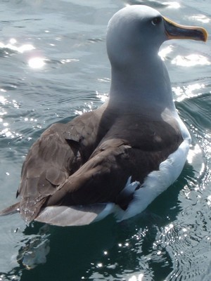 Albatross de Buller