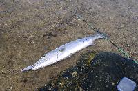 Barracuda