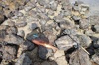 vieille de palétuvier pêchée par Éric